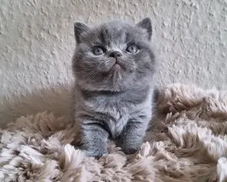 Cute British shorthair