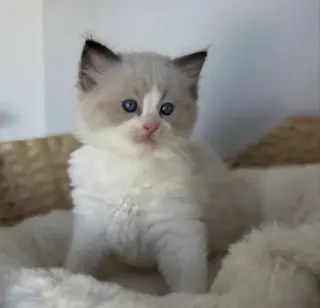Gatitas Ragdoll hembras