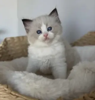 Gatitas Ragdoll hembras