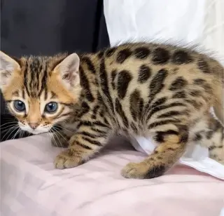 Bengal kittens available