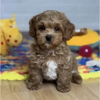 Maltipoo Available