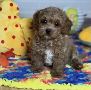 Maltipoo Available