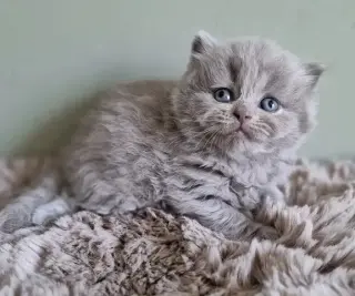British shorthair available