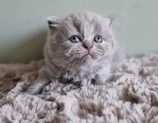 British shorthair available