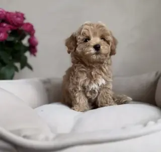 2 CAVAPOO AVAILABLE
