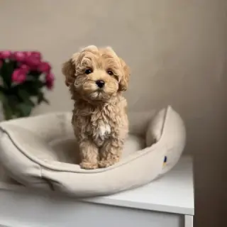 2 CAVAPOO AVAILABLE