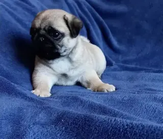 Pugs pup’s Available