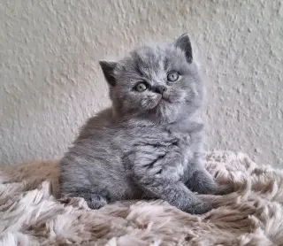 British shorthaired For sale
