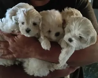 ¡Hermosos cachorros Maltipoo!