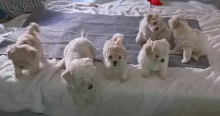 ¡Hermosos cachorros Maltipoo!