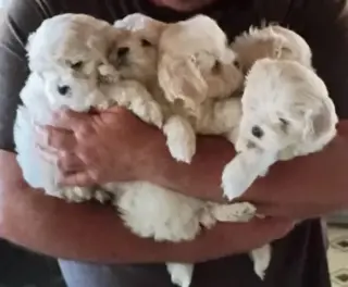 ¡Hermosos cachorros Maltipoo!