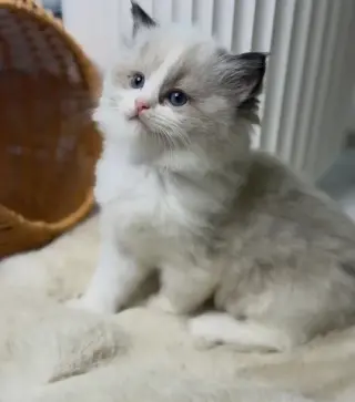 Ragdoll Kittens For Sale