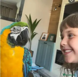 Guacamayos azules y amarillos