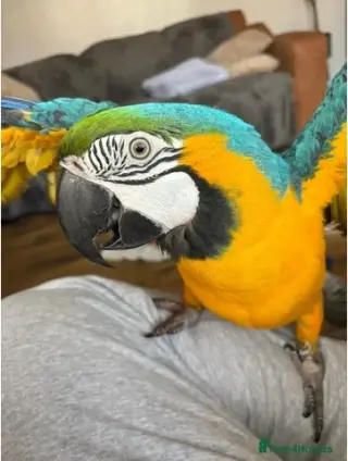 Guacamayos azules y amarillos