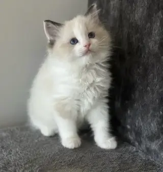 2 Ragdoll Available
