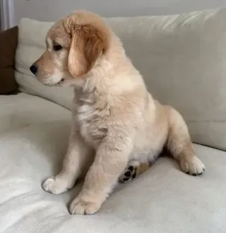 Super Pomsky available