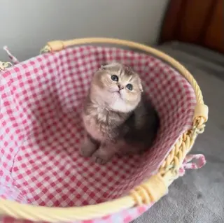 Scottish Fold  Disponible