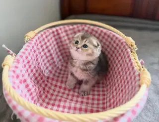 Scottish Fold  Disponible