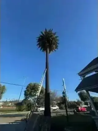 SERVICIO COMPLETO DE ÁRBOLES