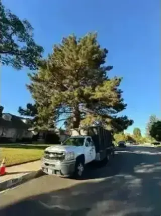 SERVICIO COMPLETO DE ÁRBOLES