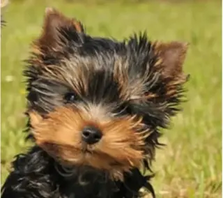 cachorros de yorkie