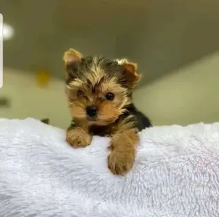 cachorros de yorkie