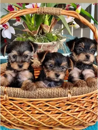cachorros de yorkie