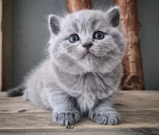 British shorthair For Sale