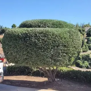 🌿 Landscaping 24/7 Hoy!