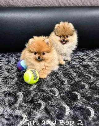 Cachorros excepcionales de Pem