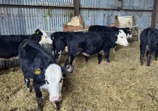 6 F1 Wagyu Cow–Calf Pairs