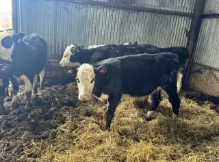 6 F1 Wagyu Cow–Calf Pairs