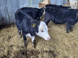 6 F1 Wagyu Cow–Calf Pairs