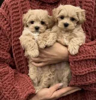 Two Maltipoo Puppies For Sale