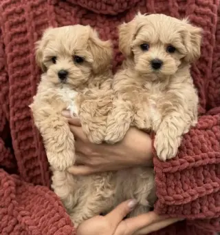 Two Maltipoo Puppies For Sale
