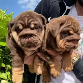 Bulldogs disponibles