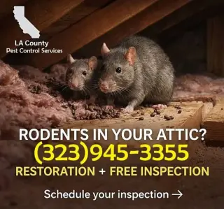 FUMIGACIONES TERMITAS L.A-