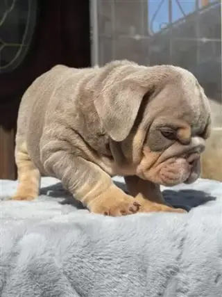Lindos cachorros de bulldog in