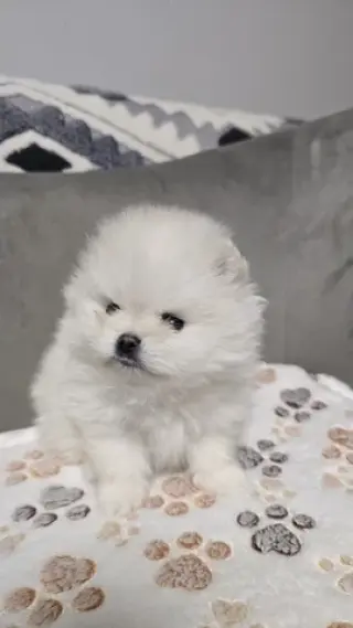 Teacup Pomeranians Ready