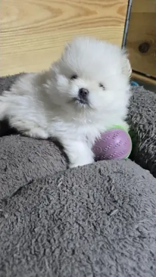 Teacup Pomeranians Ready