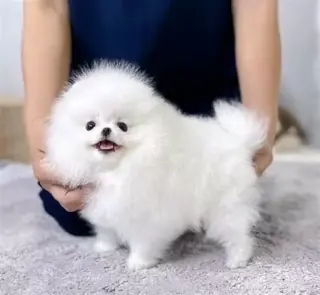 Venta pomerania tacita de te b