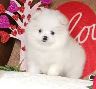 Venta pomerania tacita de te b