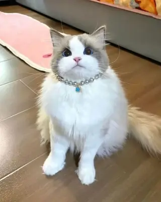 BELLEJOY Ragdoll Kittens Ready