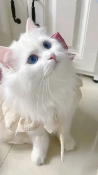 BELLEJOY Ragdoll Kittens Ready