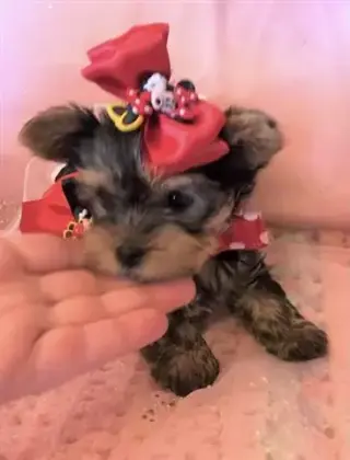 Lovely yorkie puppy for sale