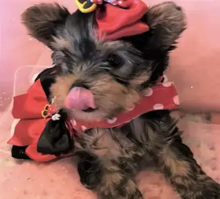 Lovely yorkie puppy for sale
