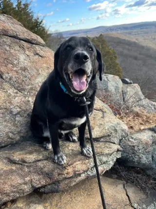 Shadow (King) Havard