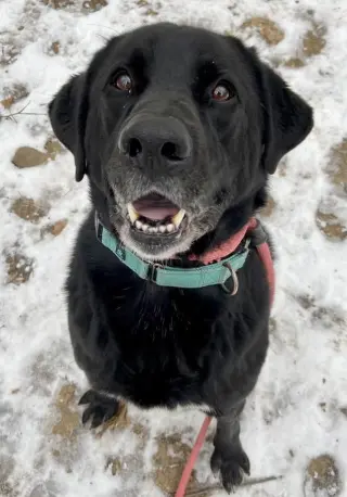 Shadow (King) Havard