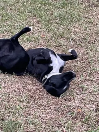 Ozzie