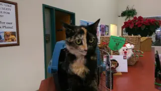 Sparkly Girl